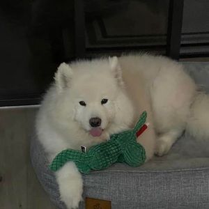 Meet your Posher, Renee